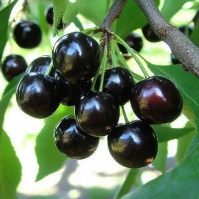 Вишня РОССОШАНСКАЯ ЧЕРНАЯ в Орше