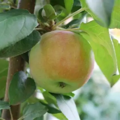 Яблоня ПОДСНЕЖНИК стелющаяся в Орше