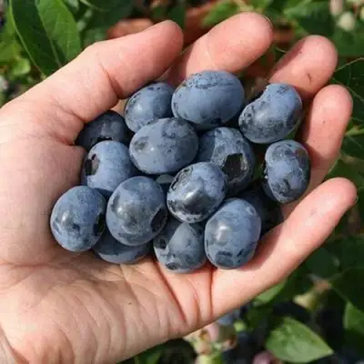 Голубика ПАТРИОТ в Орше