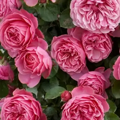 Роза ЛЕОНАРДО ДА ВИНЧИ флорибунда в Орше