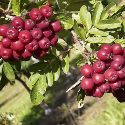 Рябина БУРКА сладкоплодная в Орше