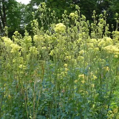 Василистник ГЛАУКУМ желтый в Орше
