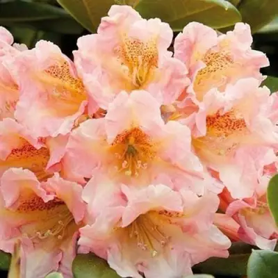 Рододендрон ФЛАУТАНДО в Орше