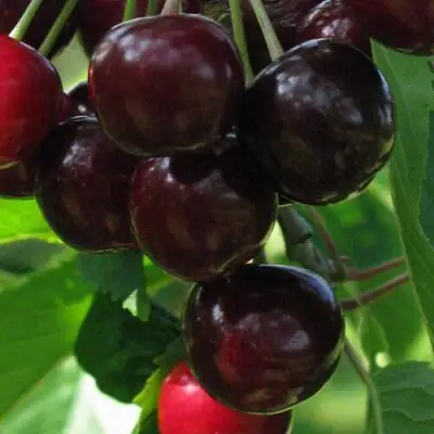 Черешня ВАЛЕРИЙ ЧКАЛОВ в Орше