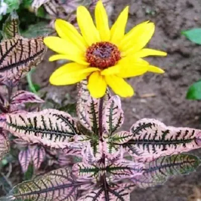 Гелиопсис САММЕР ПИНК в Орше