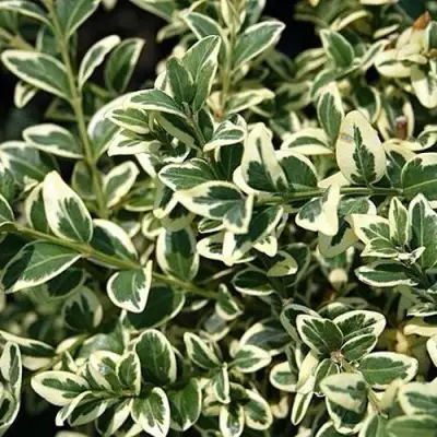 Бирючина ВАРИЕГАТУМ овальнолистная в Орше