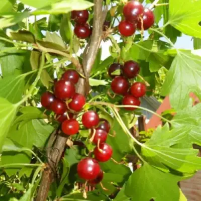 Смородина золотистая ВИШНЕВАЯ в Орше