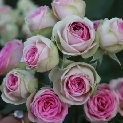 Роза МИМИ ЭДЕН спрей в Орше