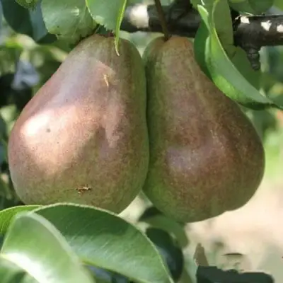 Груша БРЯНСКАЯ КРАСАВИЦА в Орше