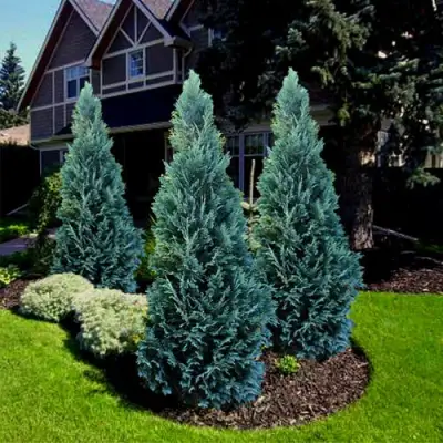 Кипарисовик ВАН ПЕЛЬТС БЛЮ лавсона в Орше