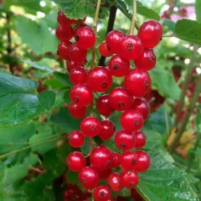 Смородина красная КОНСТАНТИНОВСКАЯ в Орше