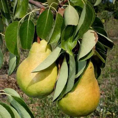 Груша ДЮШЕС ЛЕТНИЙ в Орше