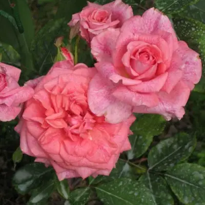 Роза ПЬЕР КАРДЕН чайно-гибридная в Орше