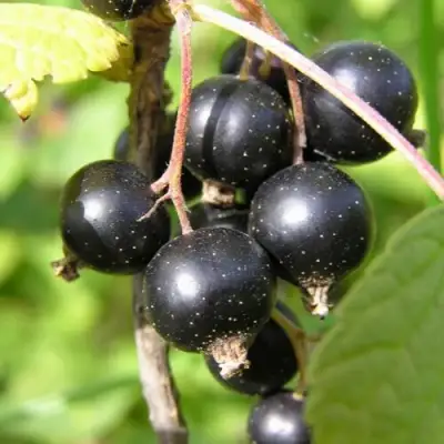 Смородина чёрная ПАМЯТЬ ВАВИЛОВА в Орше