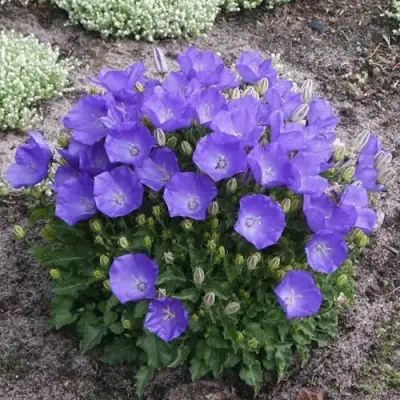 Колокольчик САНТА карпатский в Орше