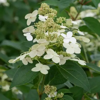 Гортензия ПРИМ ВАЙТ метельчатая в Орше