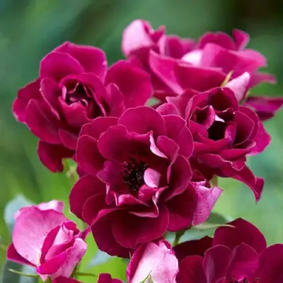 Роза БУРГУНДИ АЙС флорибунда в Орше