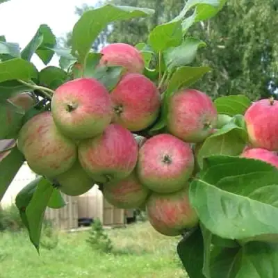 Яблоня ГРУШОВКА МОСКОВСКАЯ в Орше