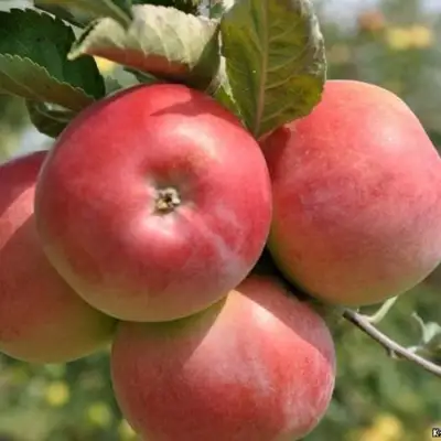Яблоня ВЭМ-РОЗОВЫЙ в Орше