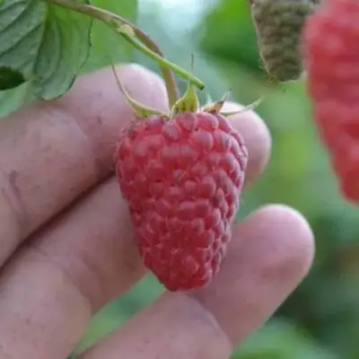 Малина КОРПИКО в Орше