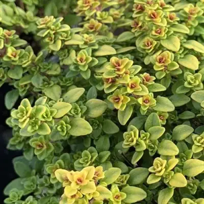 Тимьян АРЧЕРЗ ГОЛД в Орше