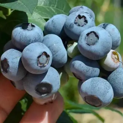 Голубика СИЕРРА в Орше