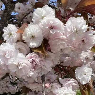 Сакура ШИРОФУГЕН в Орше