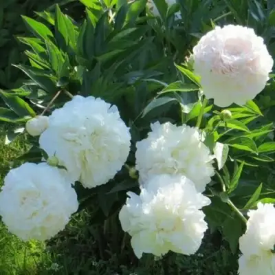 Пион МУН ОВЕР БАРРИНГТОН травянистый в Орше