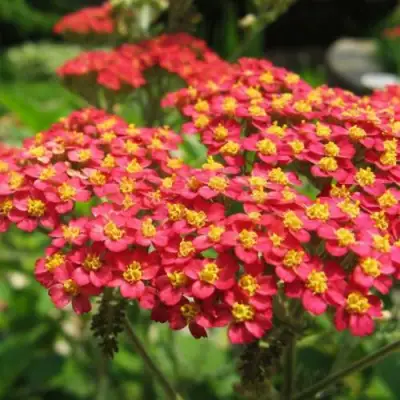 Тысячелистник ПАПРИКА обыкновенный в Орше