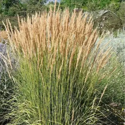 Вейник АВАЛАНШ остроцветковый в Орше