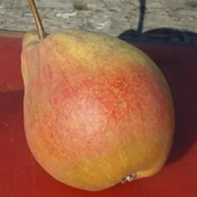 Груша ТАТЬЯНА в Орше