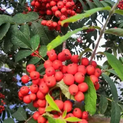 Рябина НЕВЕЖИНСКАЯ сладкоплодная в Орше