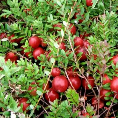 Клюква СТИВЕНС в Орше