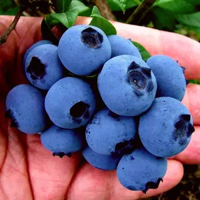 Голубика РЕКА в Орше