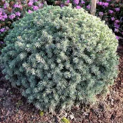 Ель ЭХИНИФОРМИС сизая в Орше