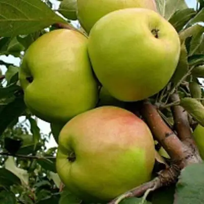 Яблоня БРАТ ЧУДНОГО стелющаяся в Орше