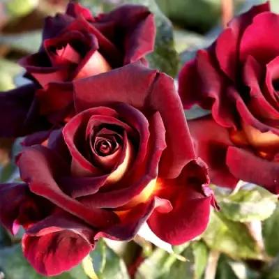 Роза ЭДДИ МИТЧЕЛЛ чайно-гибридная в Орше