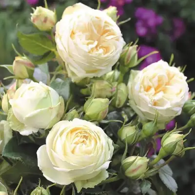 Роза ВЕНДИНГ ПИАНО чайно-гибридная в Орше