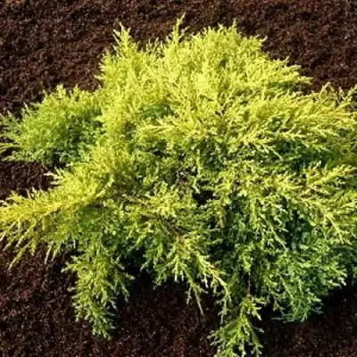 Можжевельник МОРДИГАН ГОЛД средний в Орше