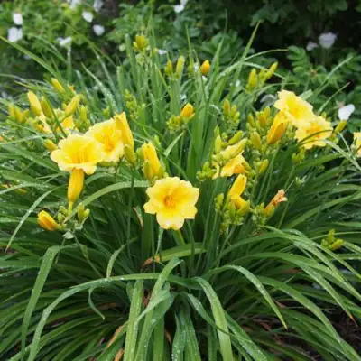 Лилейник СТЕЛЛА ДЕ ОРО гибридный в Орше