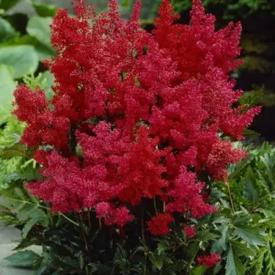 Астильба ГРАНАТ Арендса в Орше