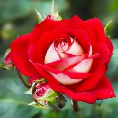 Роза АЛЬЯНС чайно-гибридная в Орше