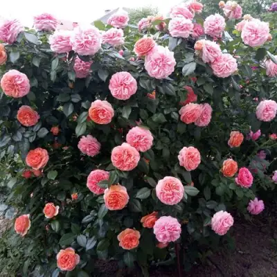 Роза ЧИППЕНДЕЙЛ чайно-гибридная в Орше