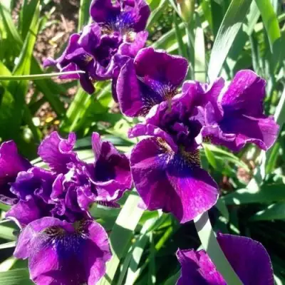 Ирис БАНДЛ ОВ ДЖОЙ сибирский в Орше