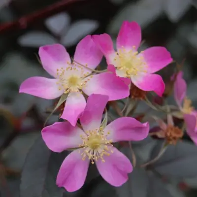 Роза сизая в Орше