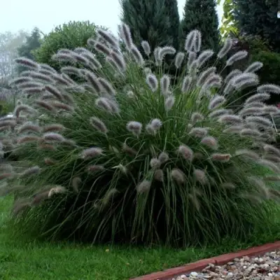 Пеннисетум ЛЕДИ Ю в Орше