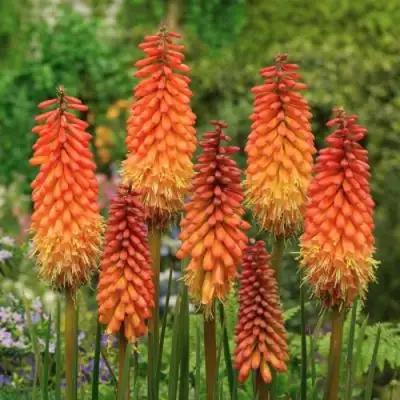 Книфофия АЛЬКАЗАР гибридная в Орше