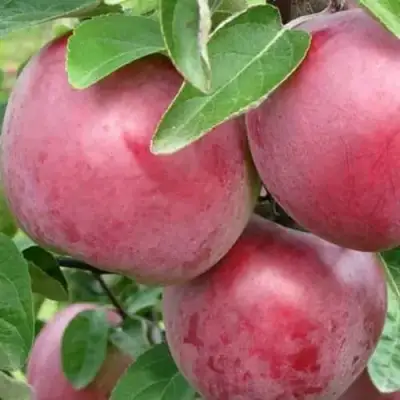 Яблоня АЛЕСЯ в Орше