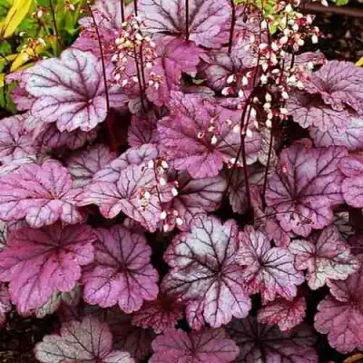 Гейхера ШУГА ФРОСТИНГ в Орше