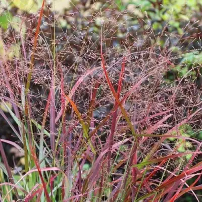 Просо РЕБРАУН прутьевидное в Орше